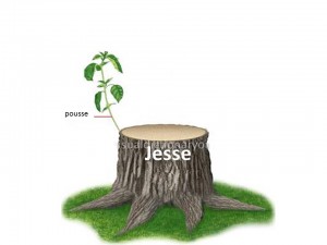 shoot and stump